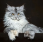 Preview: Diamond Painting  Maine Coon Katze